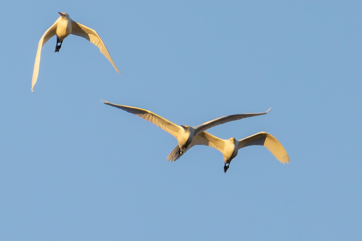 Western Cattle-Egret - ML645295179