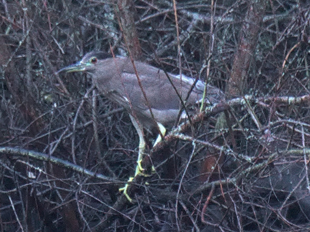 Black-crowned Night Heron - ML645295180