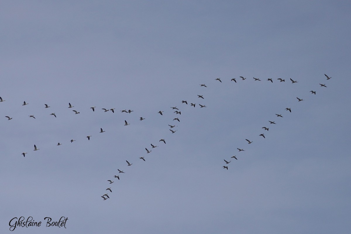 Snow Goose - ML645295182