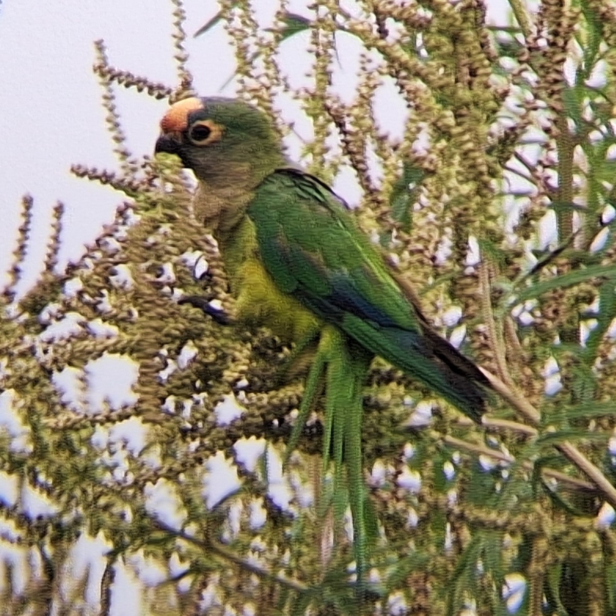 Peach-fronted Parakeet - ML645295183