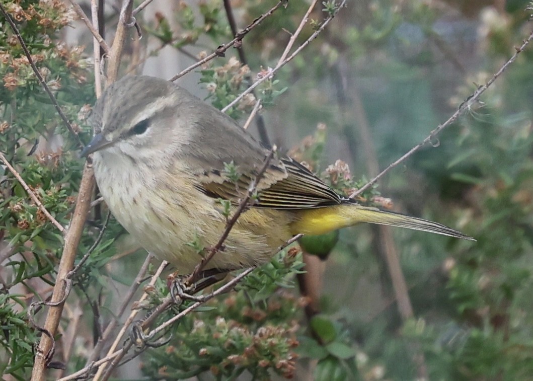 Palm Warbler - ML645295184