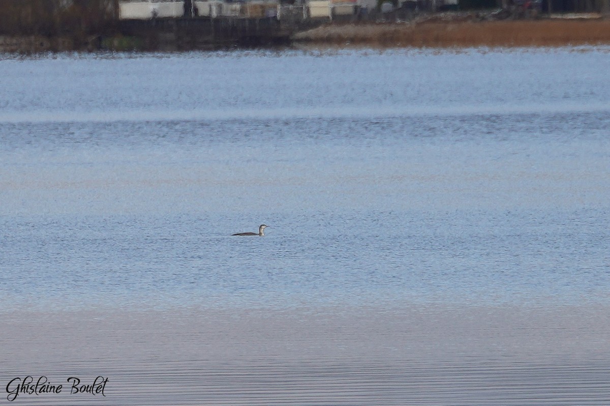צוללן אדום-גרון - ML645295195