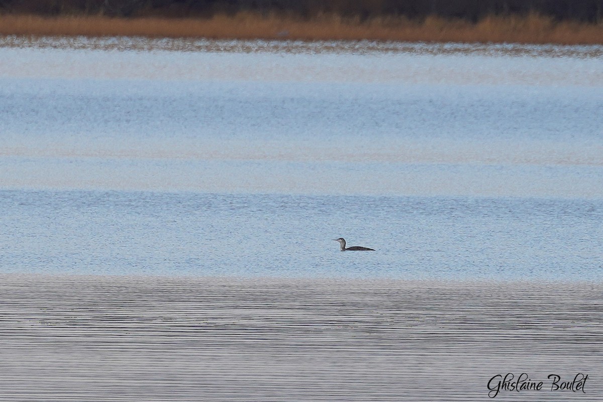 צוללן אדום-גרון - ML645295196