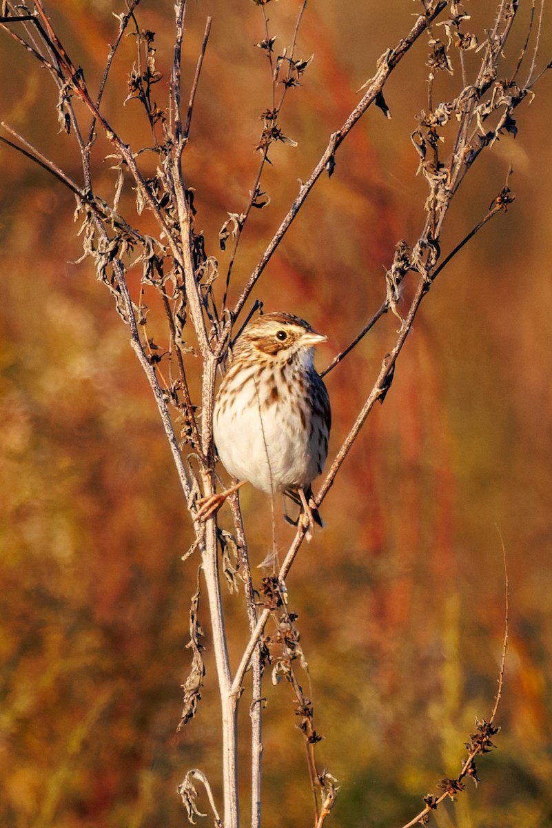 Savannah Sparrow - ML645295198