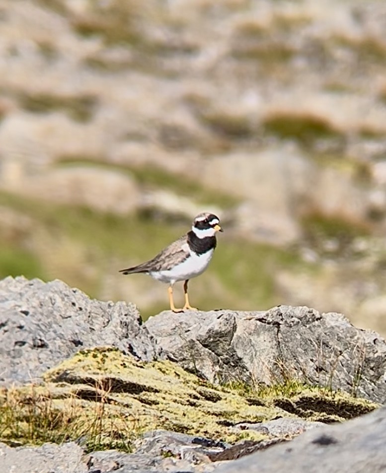 Common Ringed Plover - ML645295201