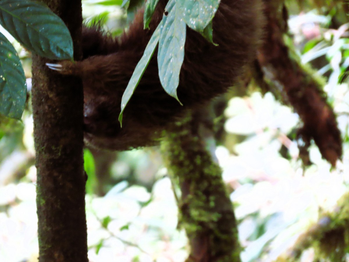 Animals - ML645295206