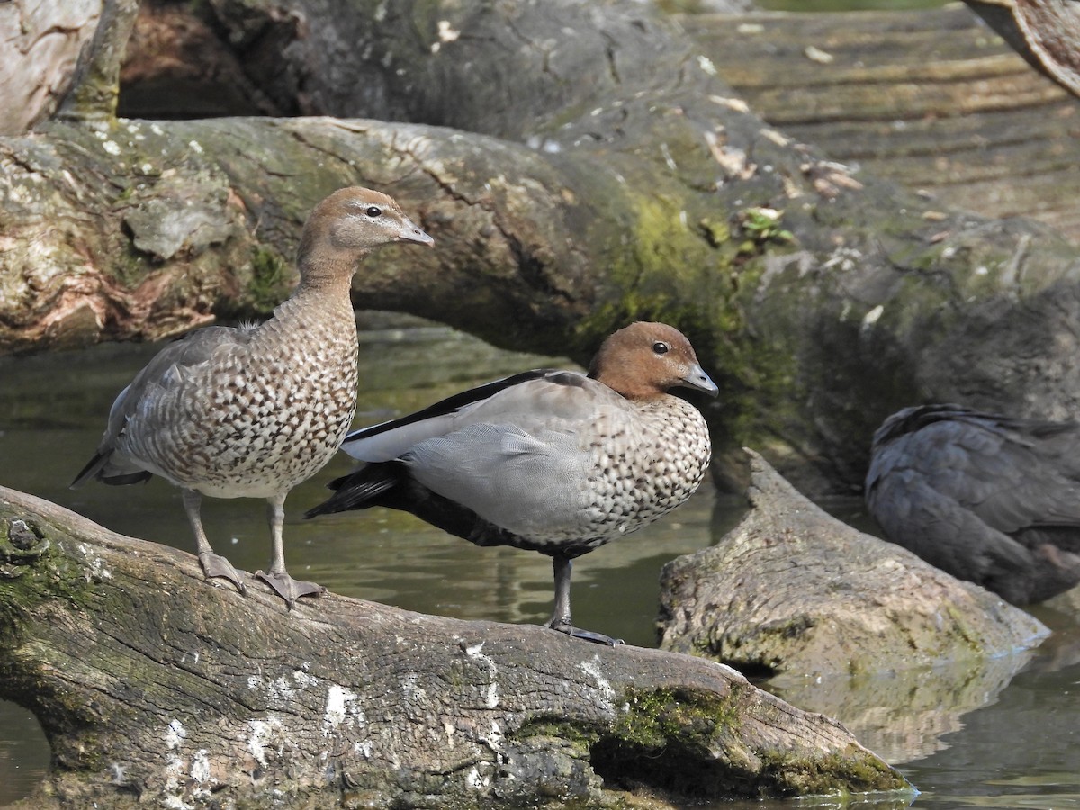 Maned Duck - ML645295215