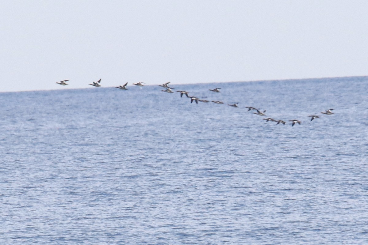 מרגון בינוני - ML645295216