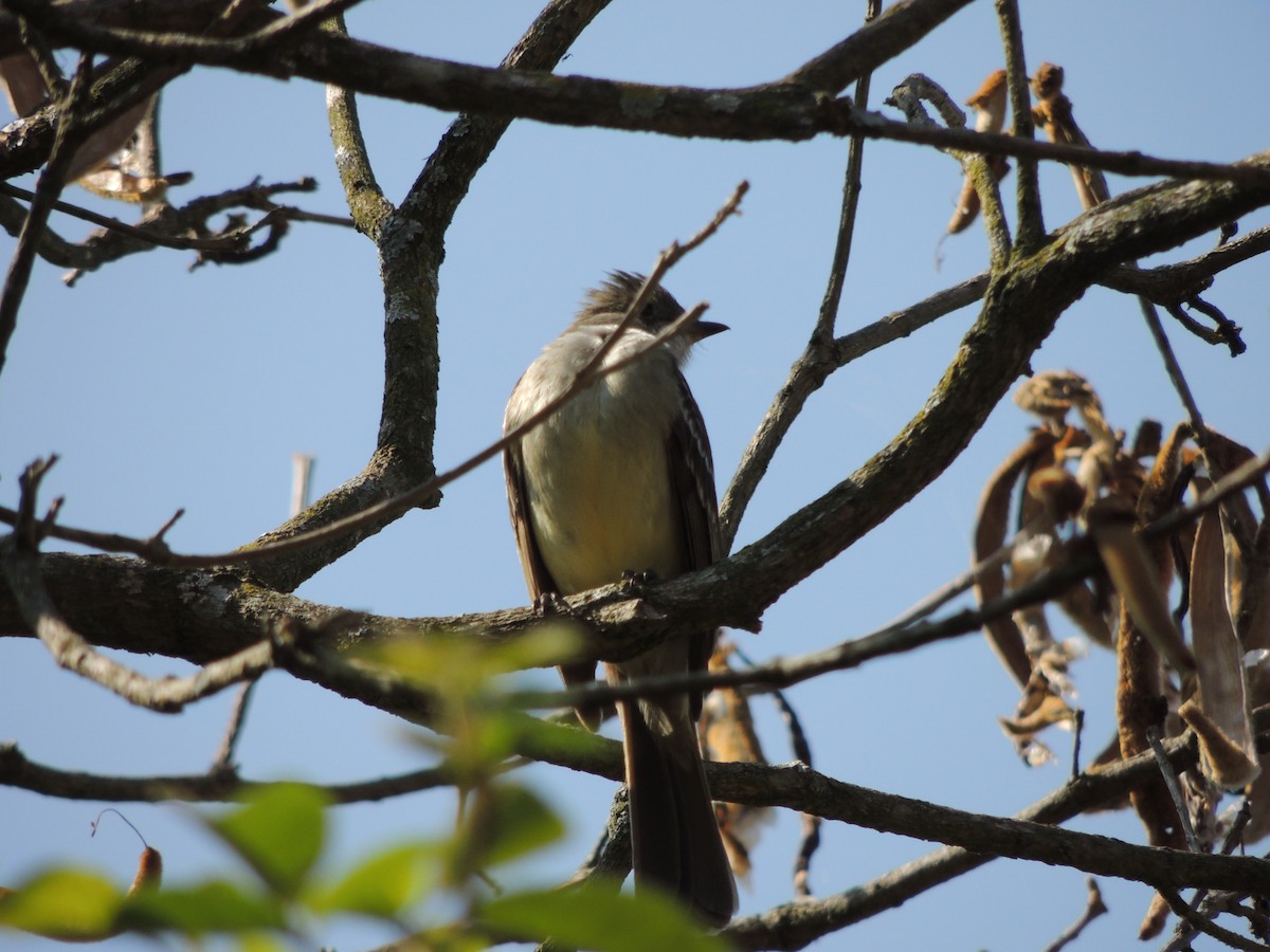 Large Elaenia - ML645295218