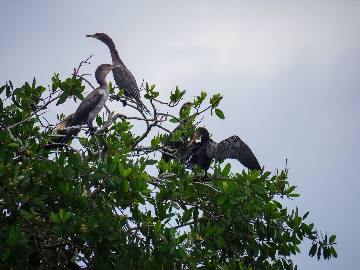 Neotropic Cormorant - ML645295233