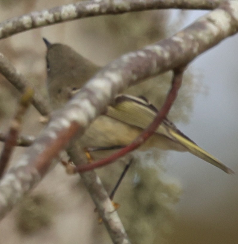 Ruby-crowned Kinglet - ML645295235