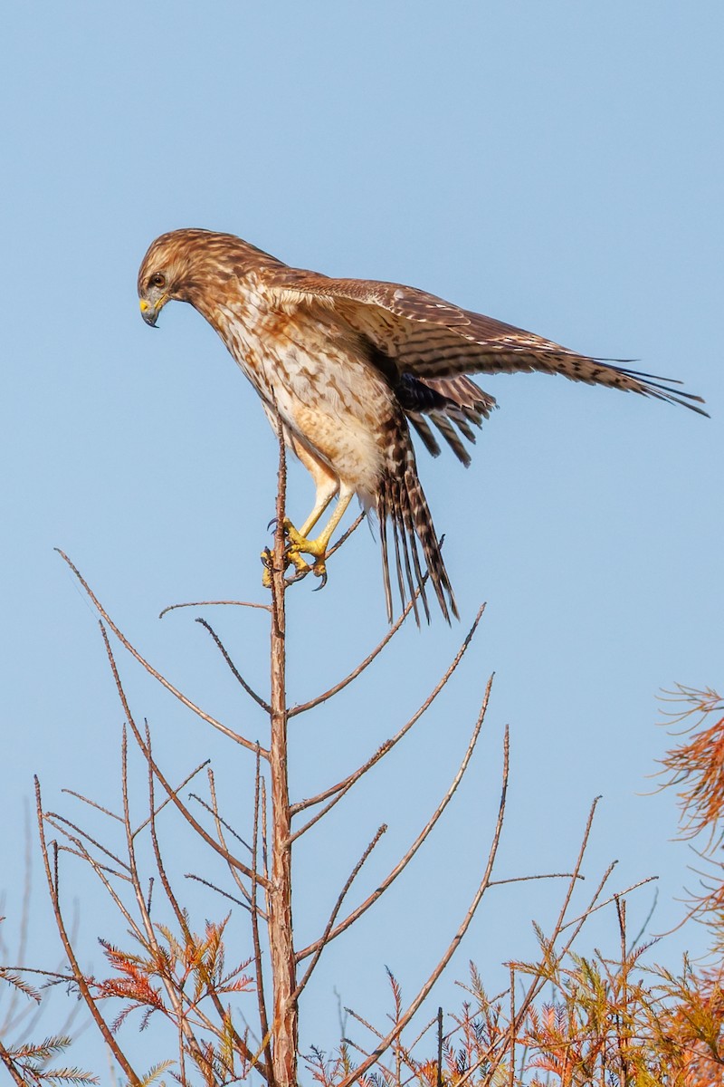 Red-shouldered Hawk - ML645295236