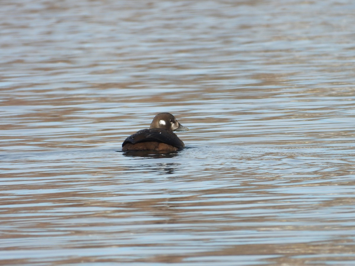 Harlequin Duck - ML645295237