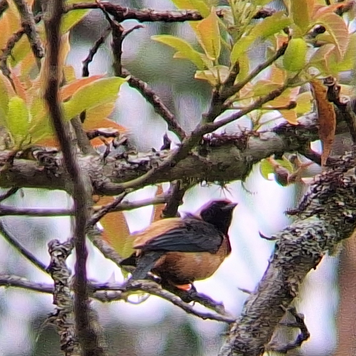 Burnished-buff Tanager - ML645295238