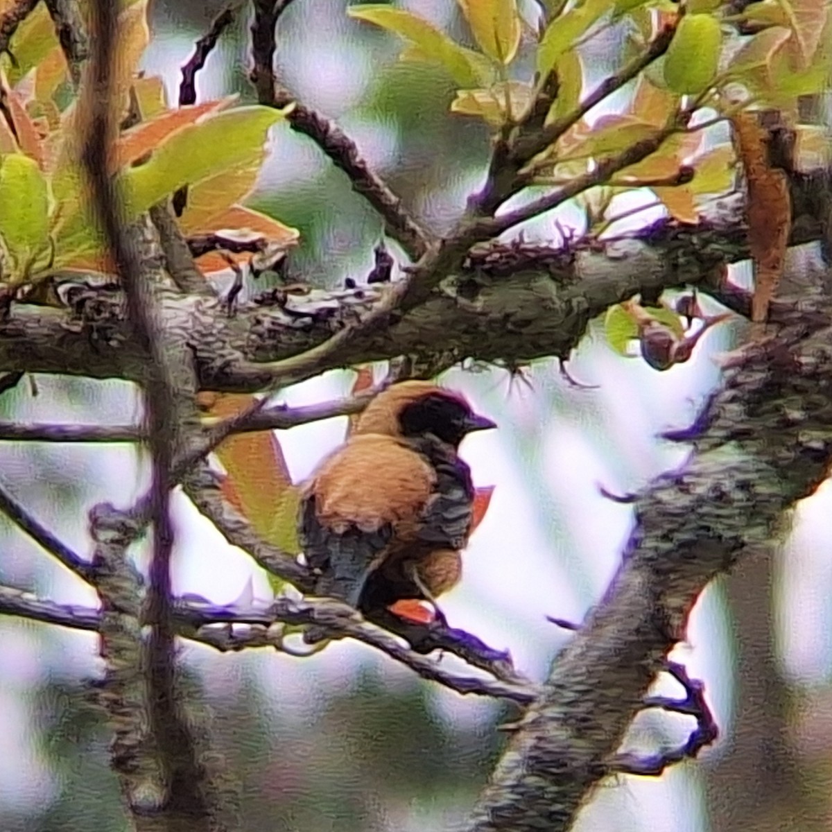 Burnished-buff Tanager - ML645295239