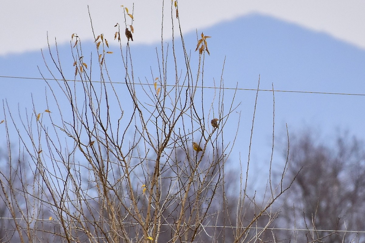Eastern Meadowlark - ML645295240