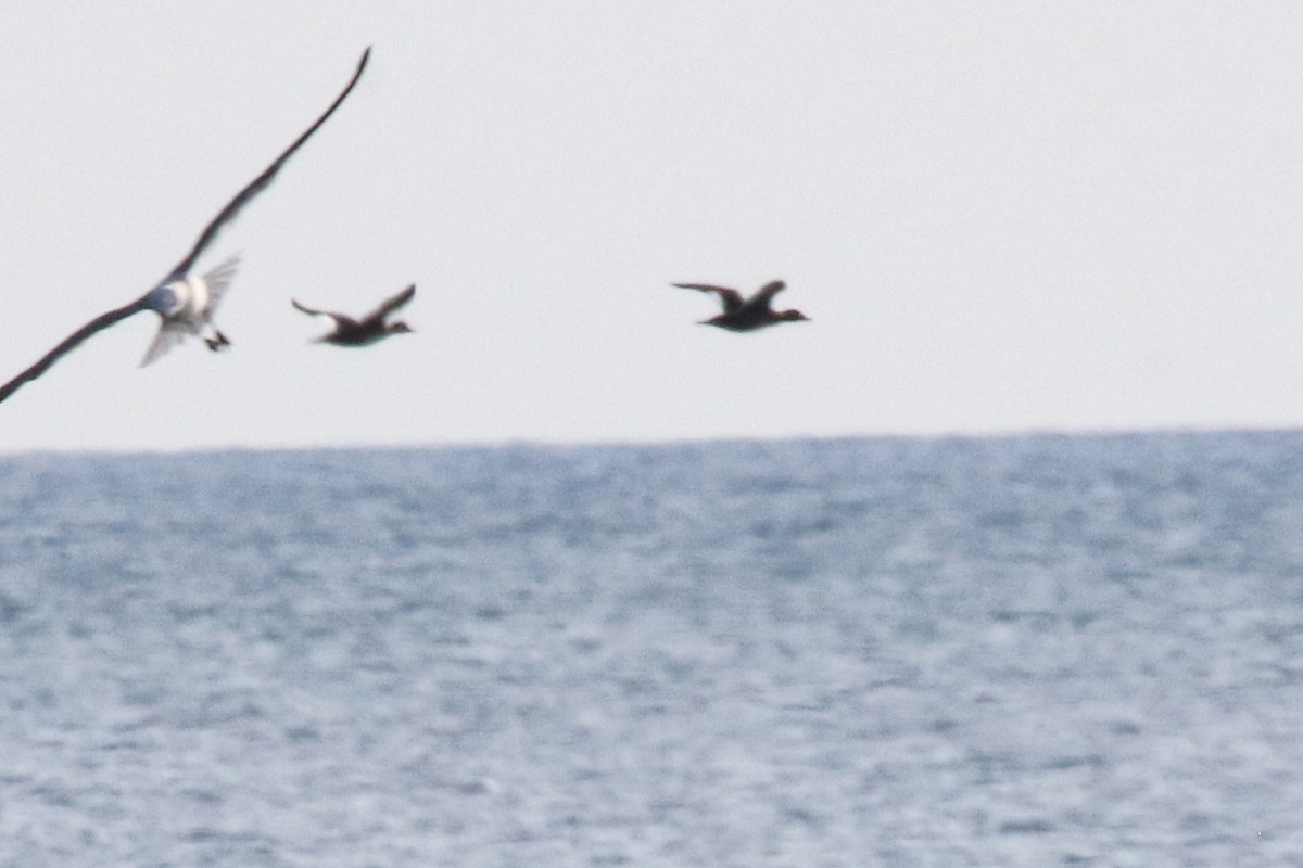 White-winged Scoter - ML645295241