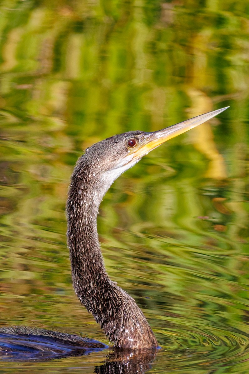 Anhinga - ML645295242