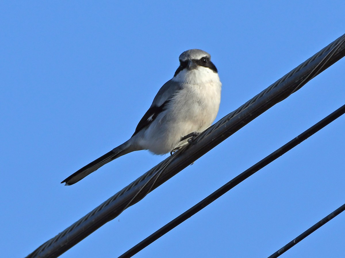 Loggerhead Shrike - ML645295243