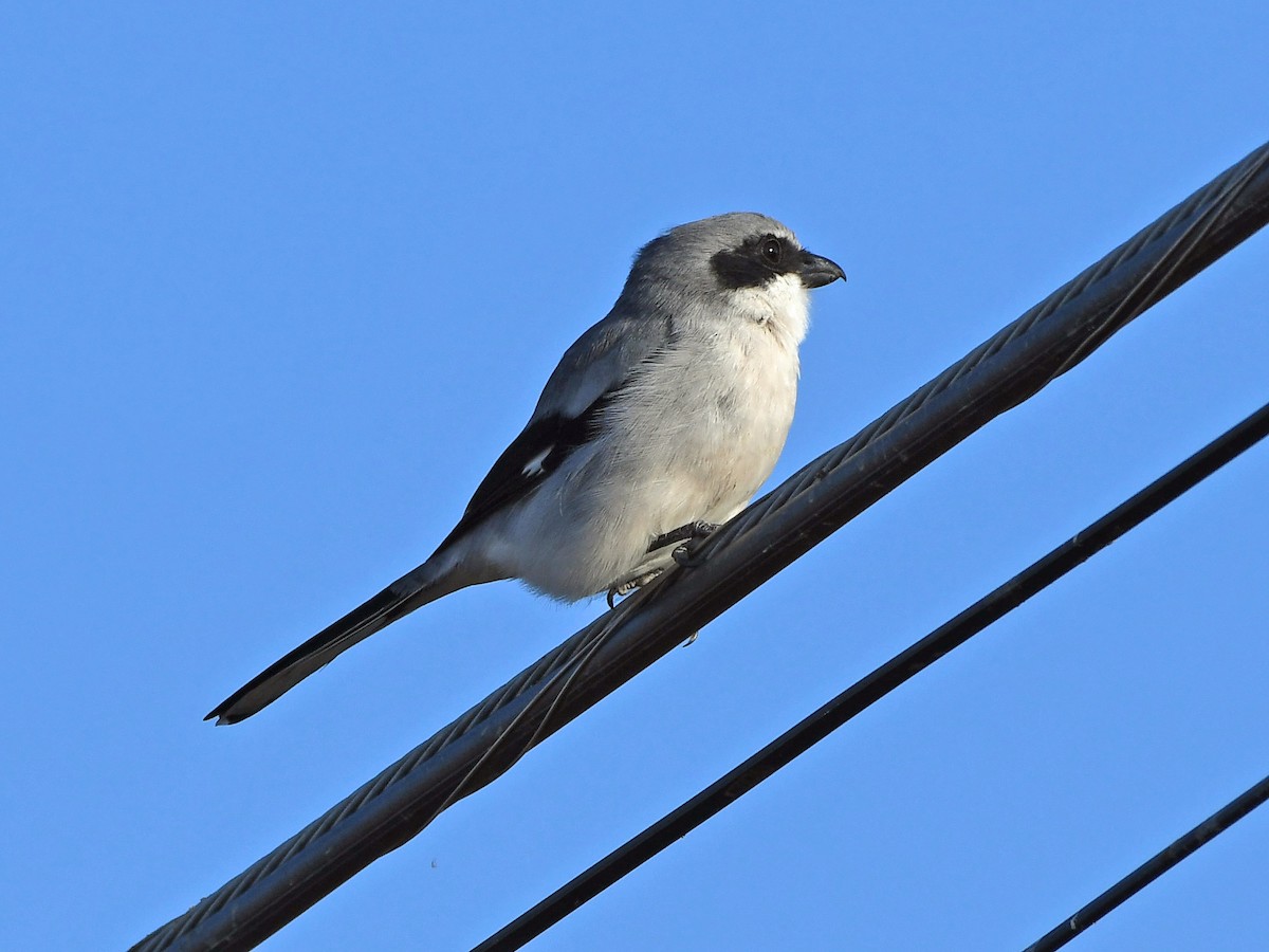 Loggerhead Shrike - ML645295244
