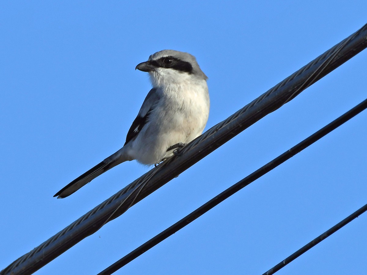 Loggerhead Shrike - ML645295245