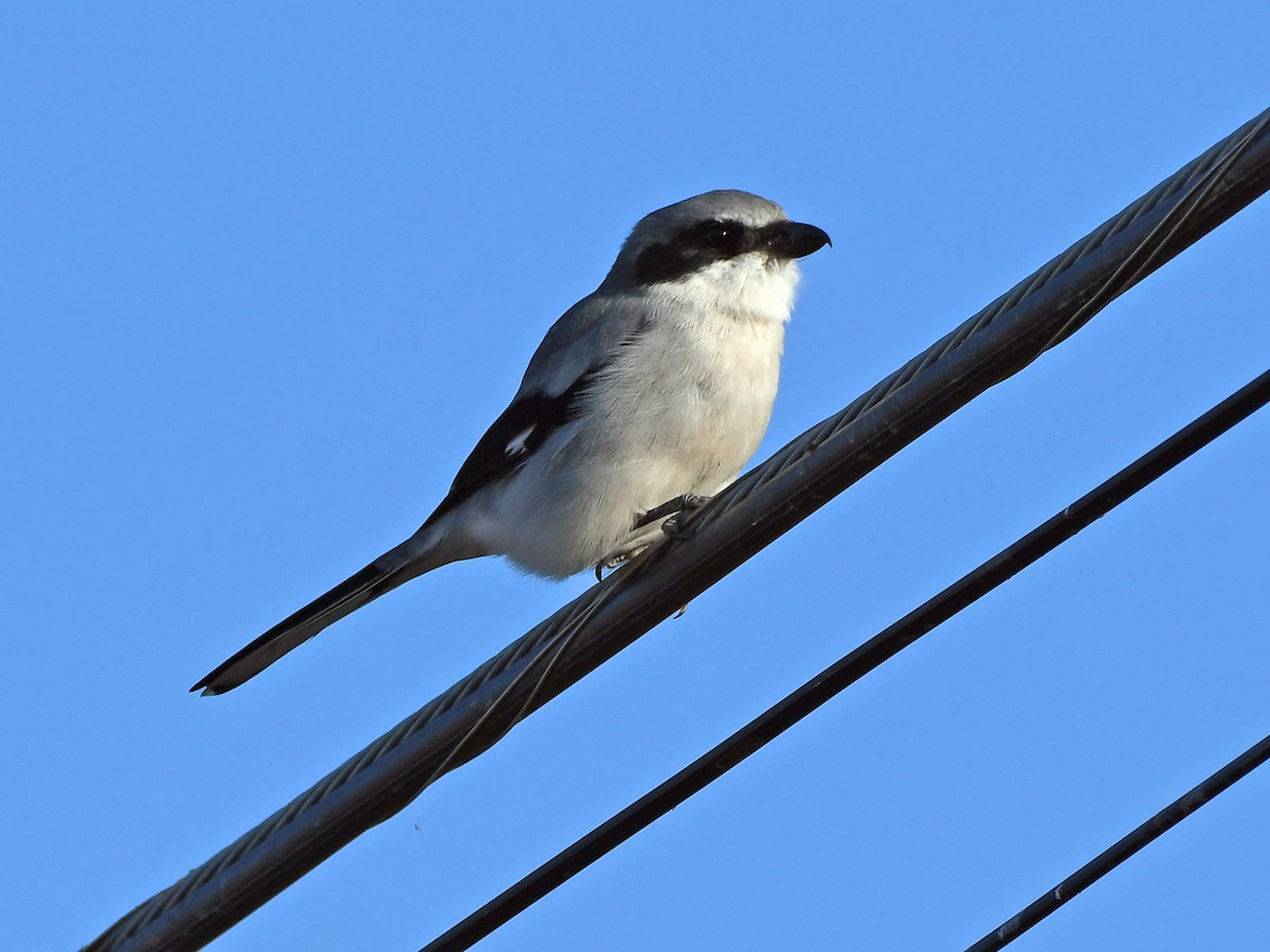 Loggerhead Shrike - ML645295246