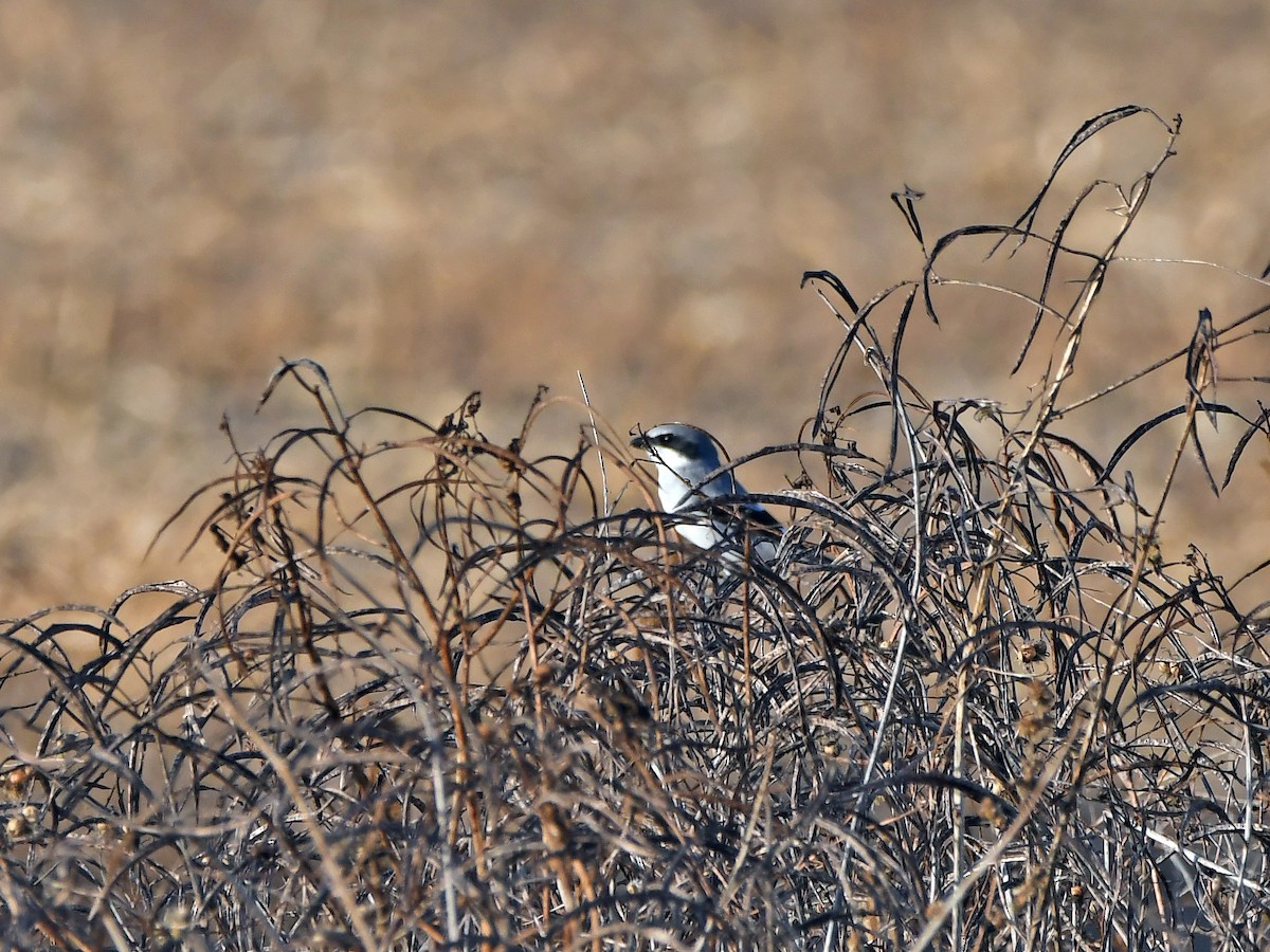 Loggerhead Shrike - ML645295247