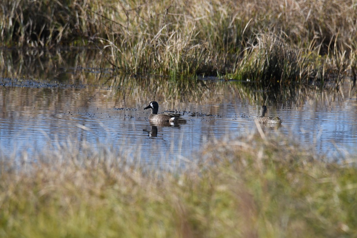 Blue-winged Teal - ML645295248