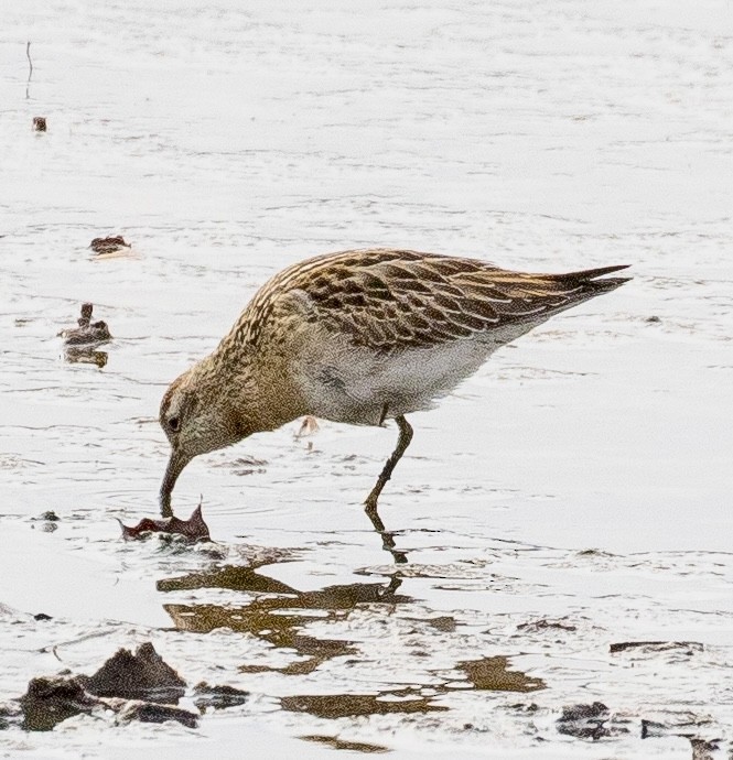 Sharp-tailed Sandpiper - ML645295249