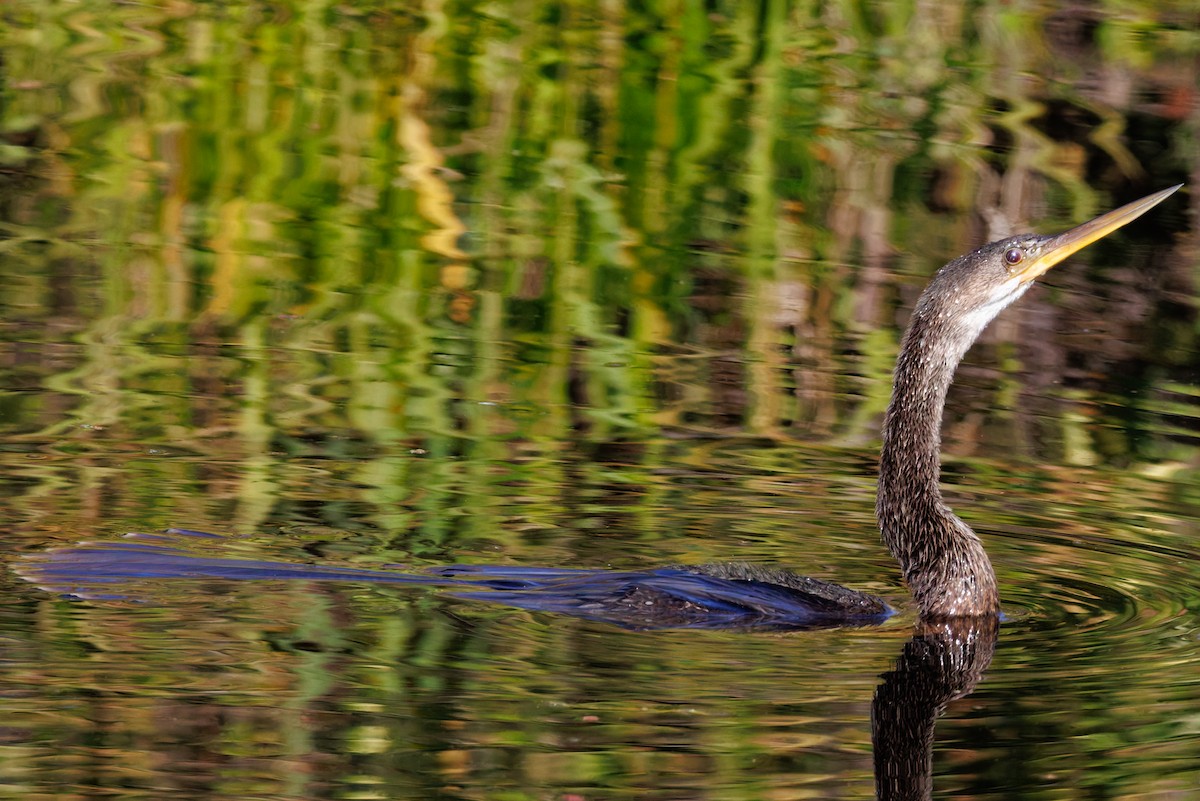 Anhinga - ML645295254