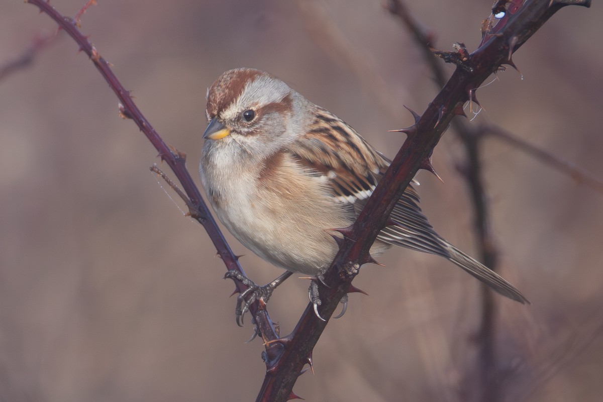 American Tree Sparrow - ML645295256