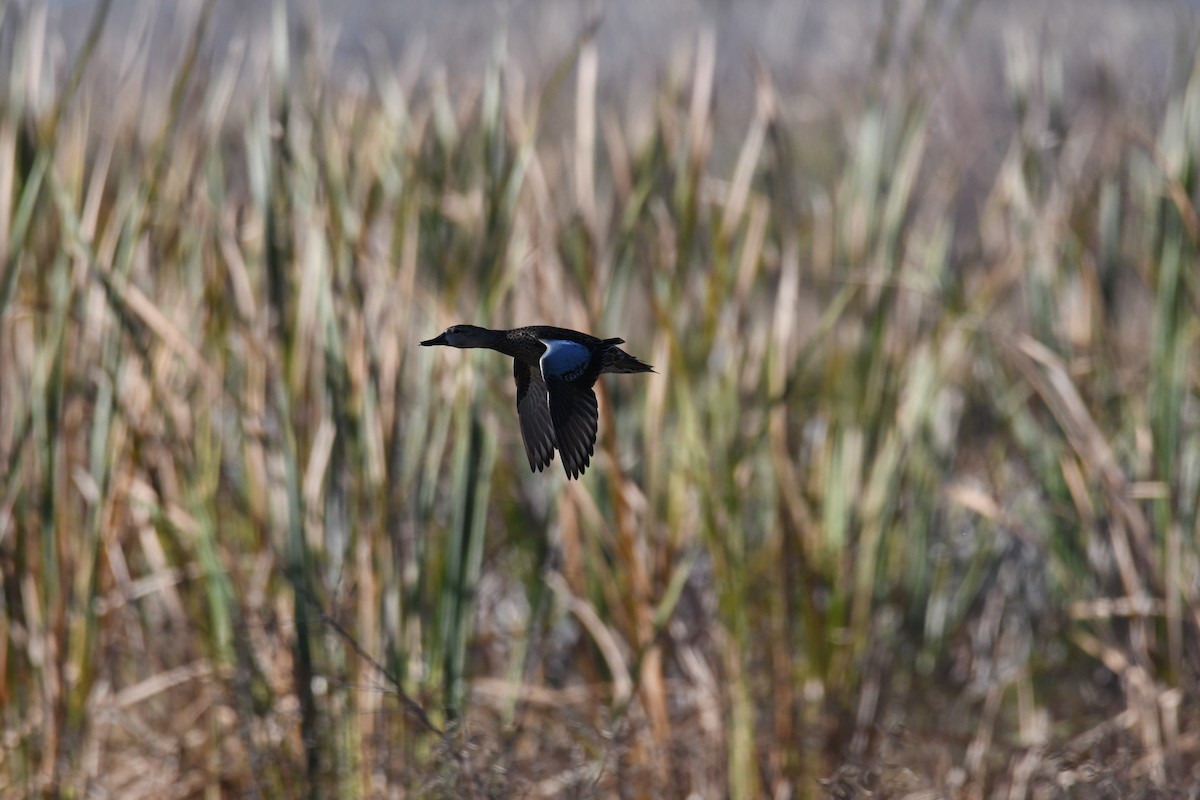 Blue-winged Teal - ML645295257