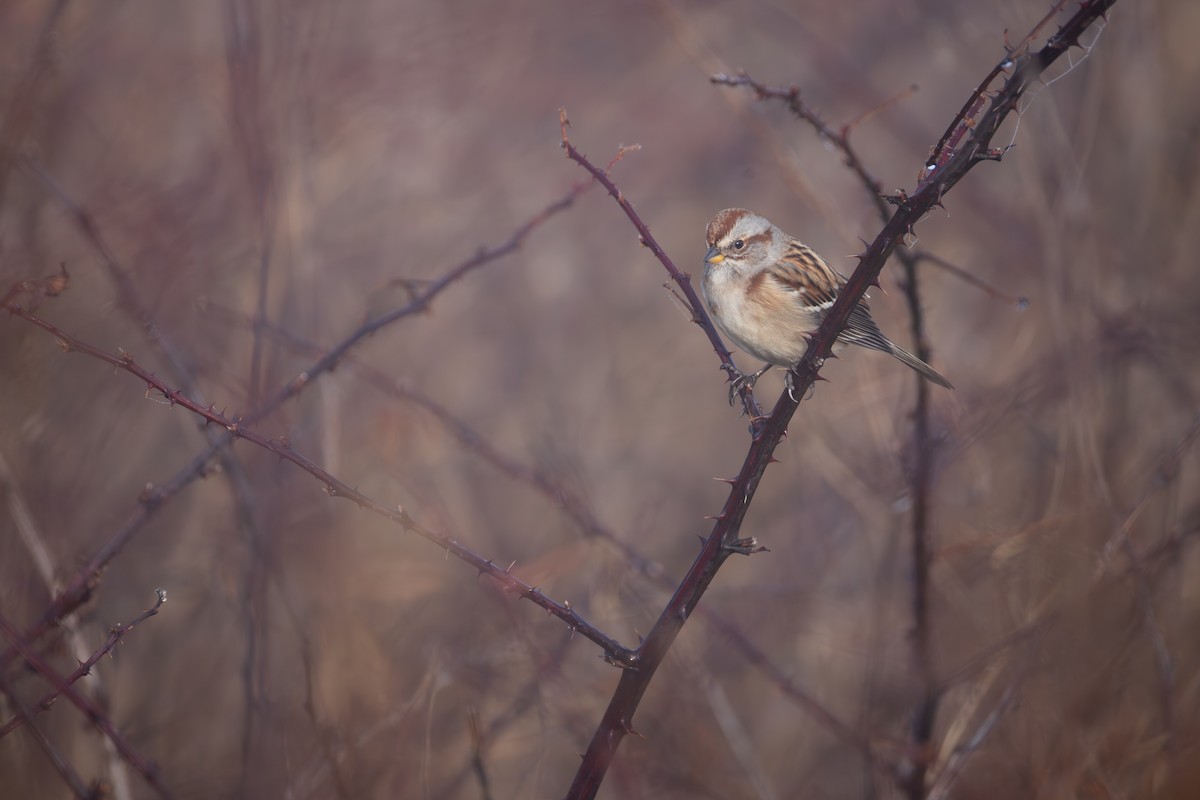 American Tree Sparrow - ML645295258