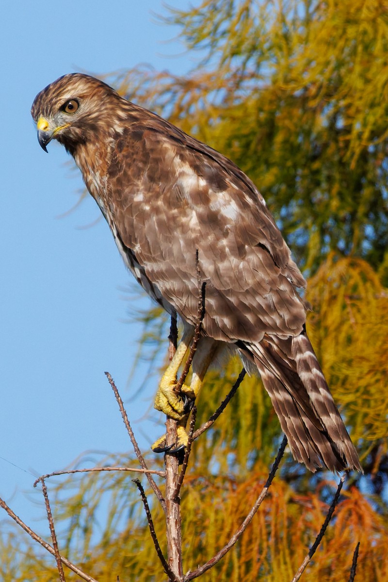 Red-shouldered Hawk - ML645295259