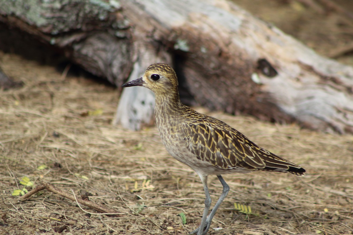 Pacific Golden-Plover - ML645295260