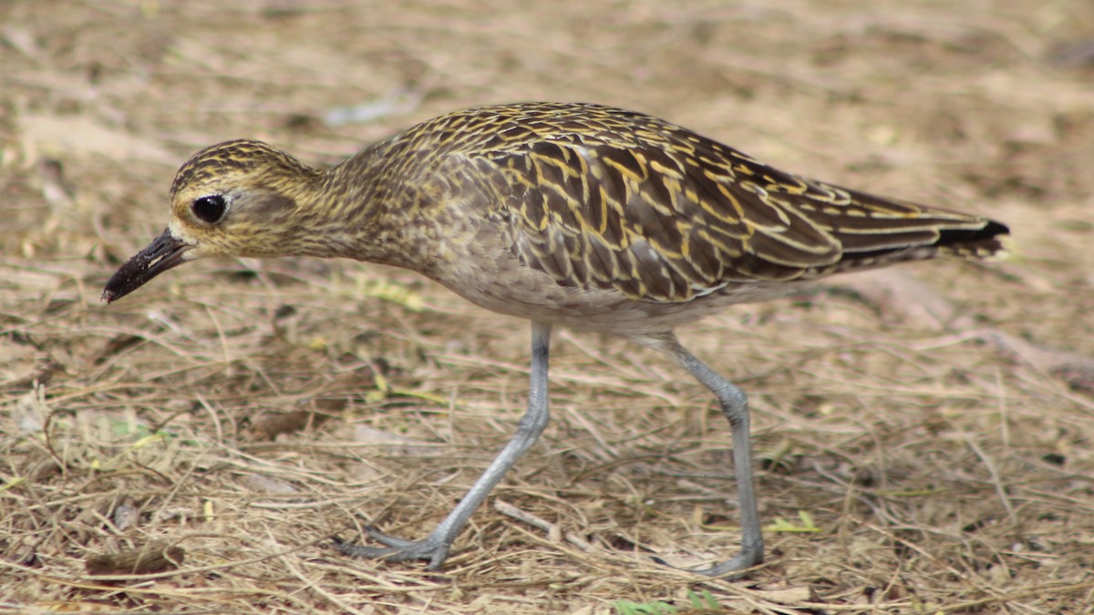 Pacific Golden-Plover - ML645295261