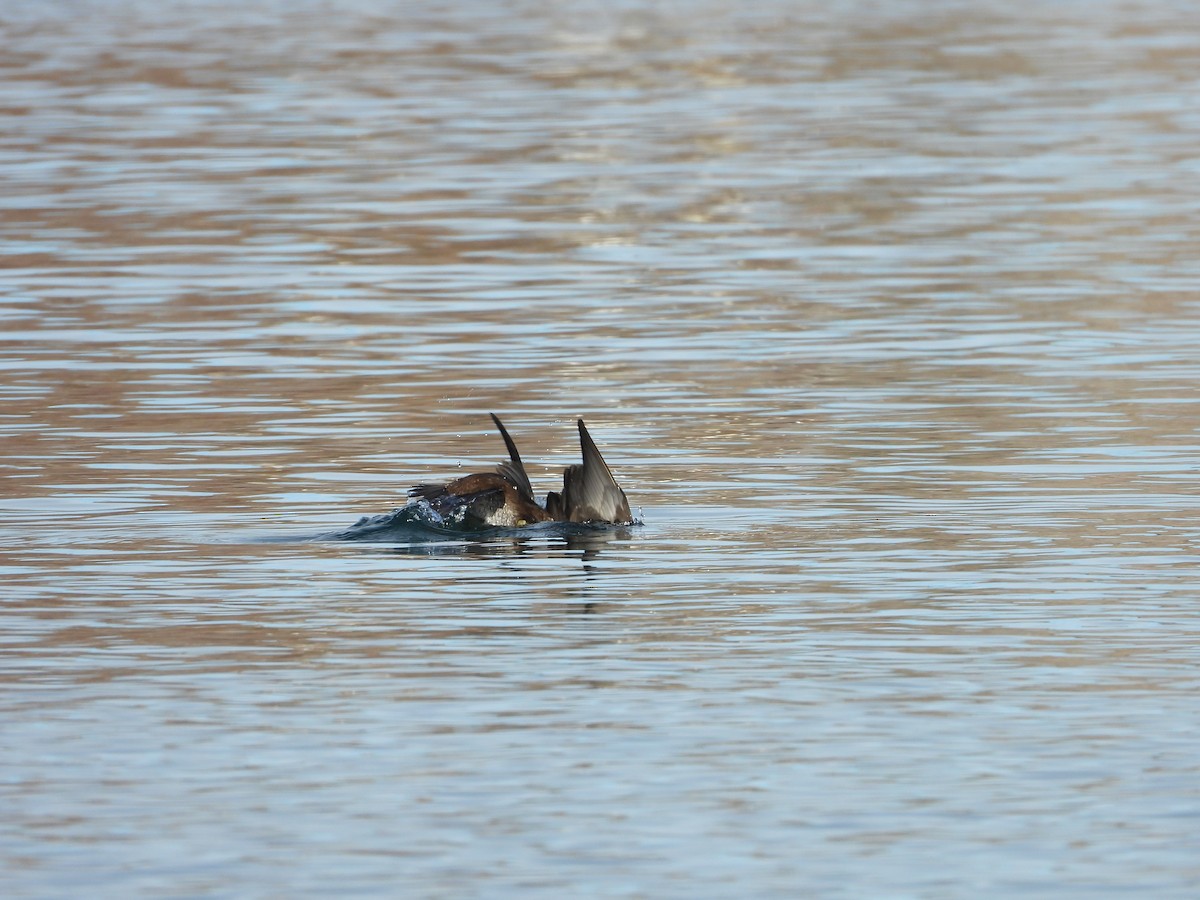 Harlequin Duck - ML645295262