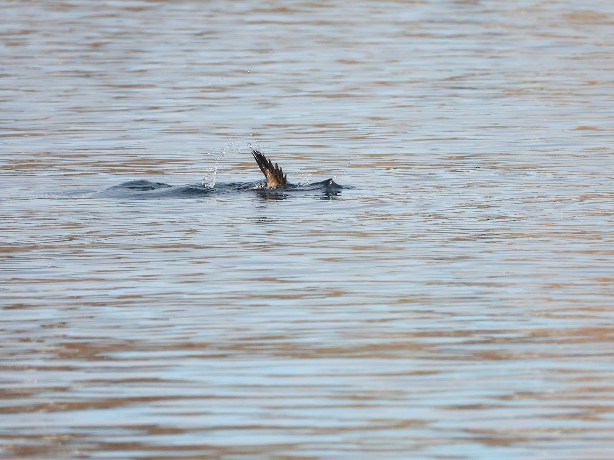 Harlequin Duck - ML645295263