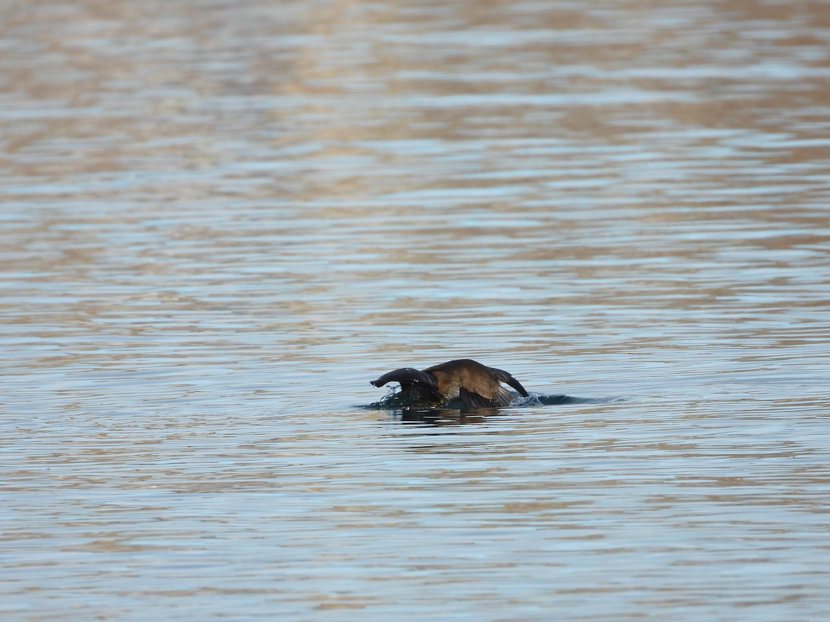 Harlequin Duck - ML645295264