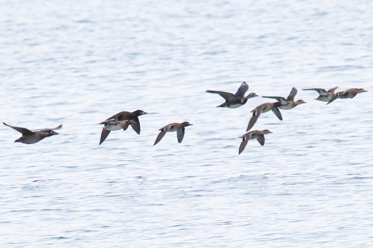 Wood Duck - ML645295265