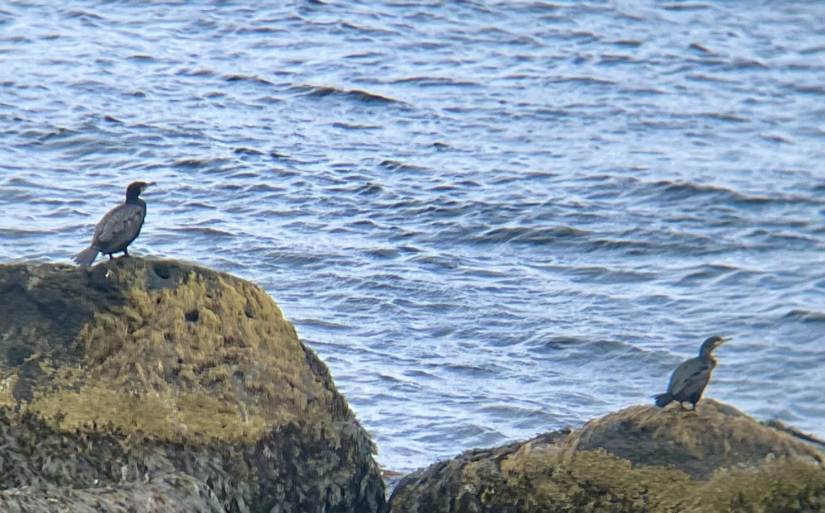 European Shag - ML645295268