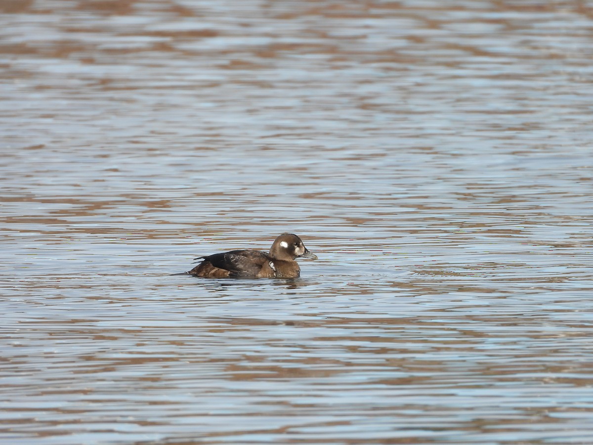 Harlequin Duck - ML645295275