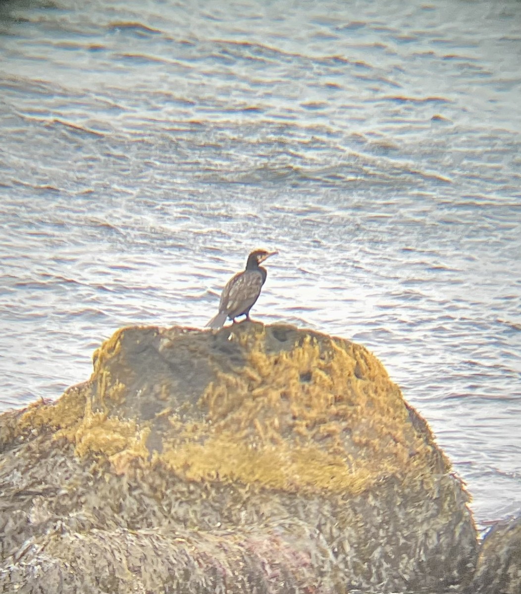 Great Cormorant - ML645295276