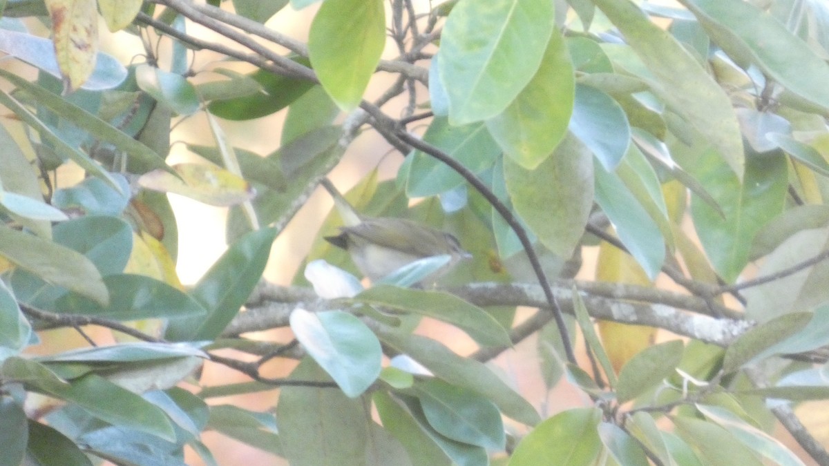 Красноглазый виреон - ML645295282