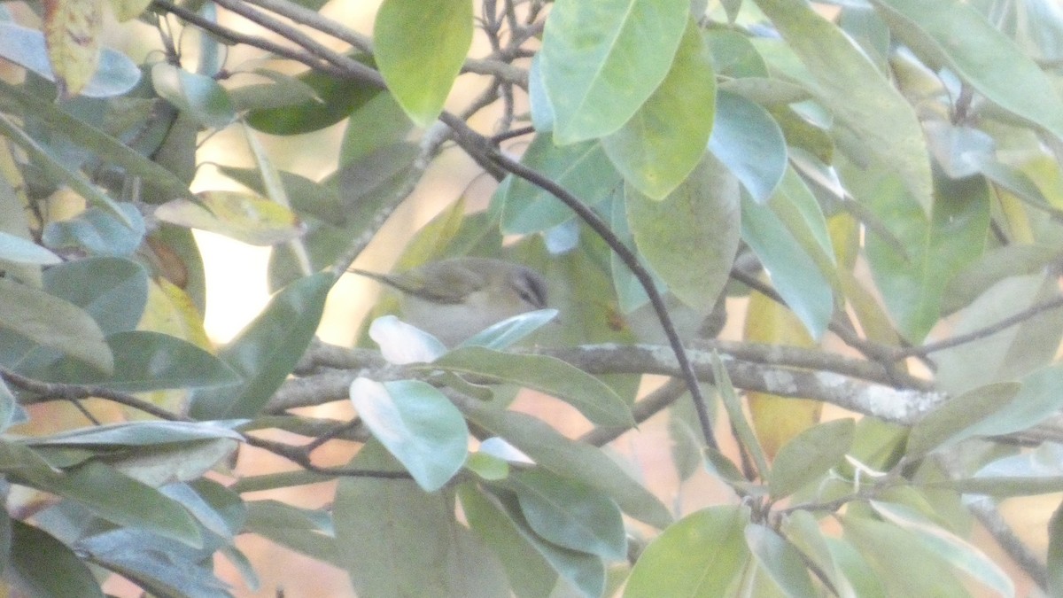 Красноглазый виреон - ML645295285