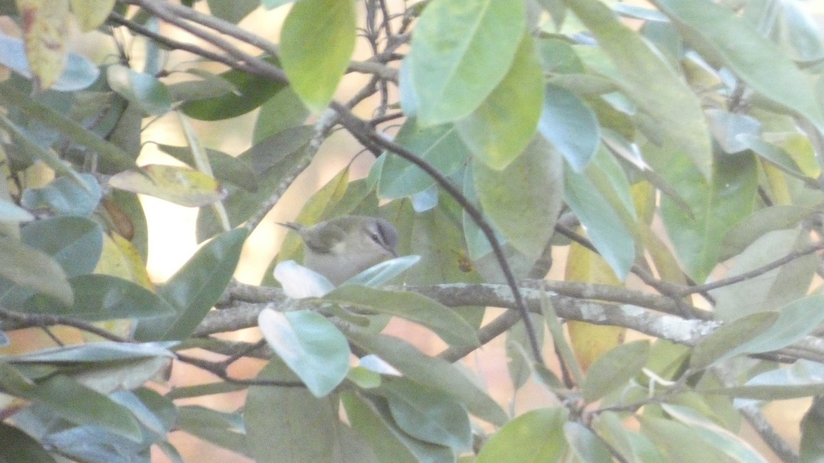 Красноглазый виреон - ML645295287