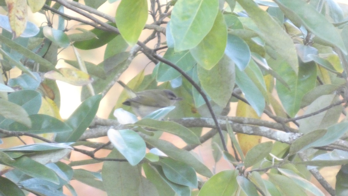 Красноглазый виреон - ML645295289