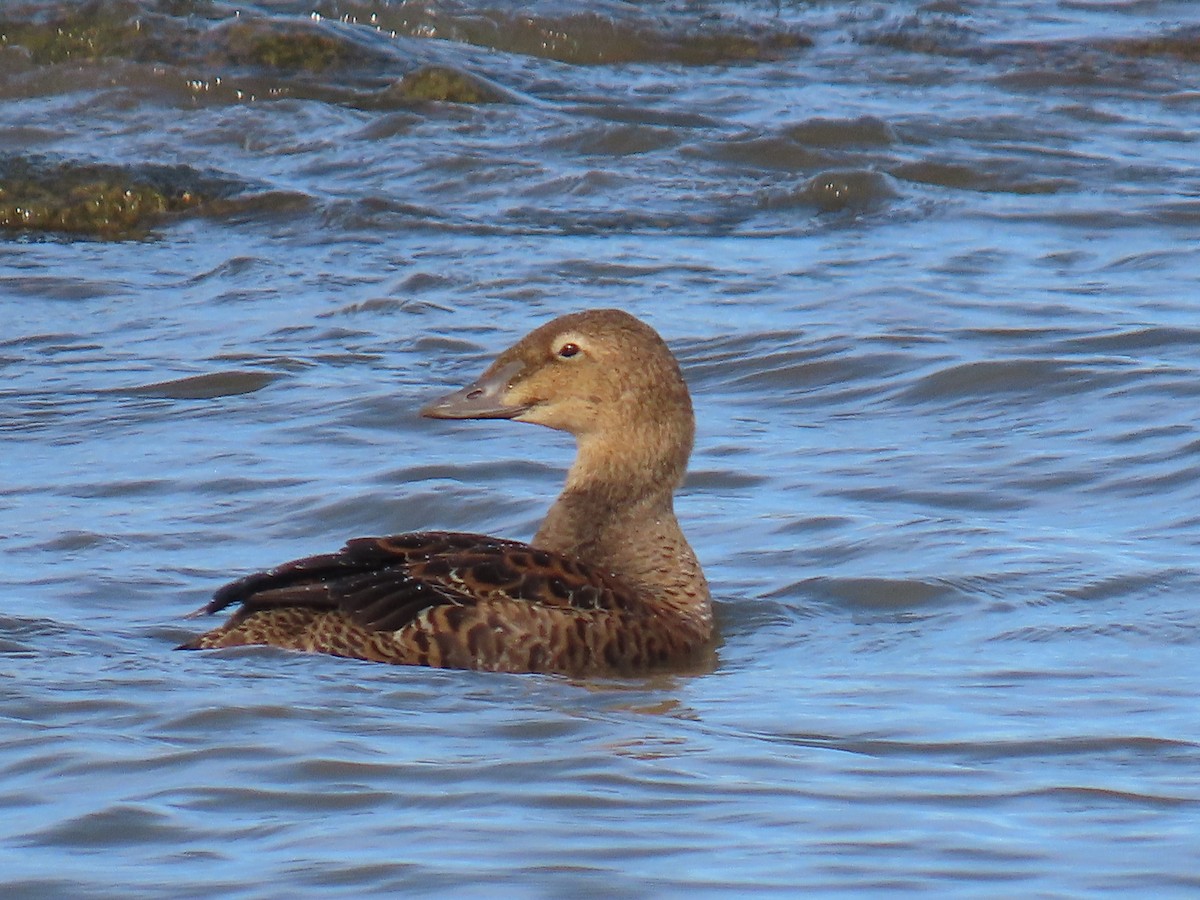 King Eider - ML645295300