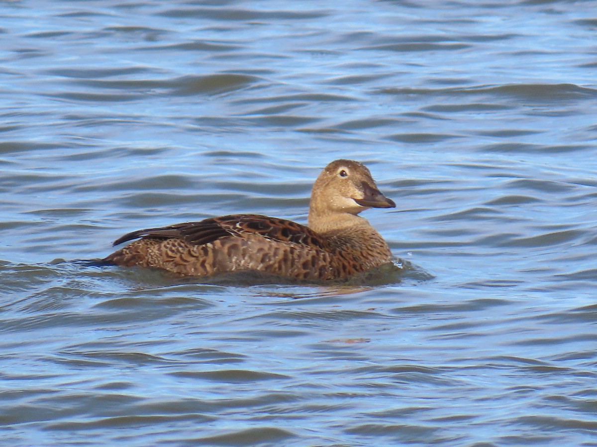 King Eider - ML645295301