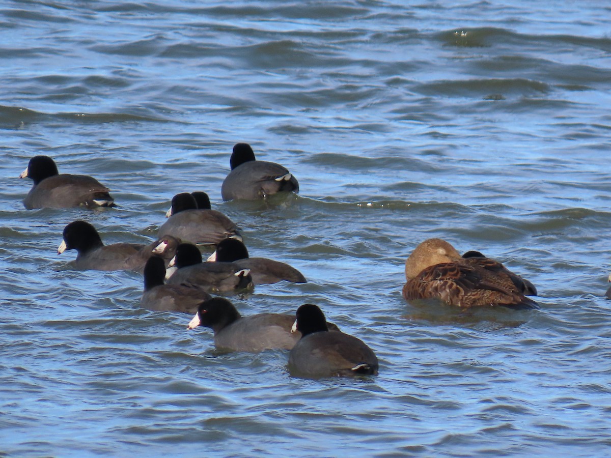 King Eider - ML645295302